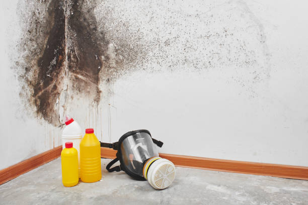 Best Residential Mold Removal  in Loretto, PA