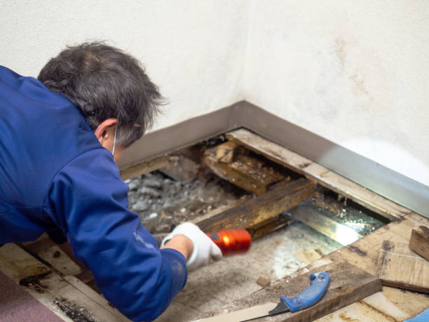 Crawl Space Mold Removal in Loretto, PA
