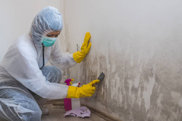 Best Crawl Space Mold Removal  in Loretto, PA