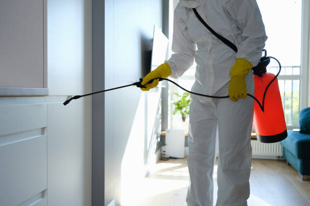 Best Certified Mold Removal  in Loretto, PA