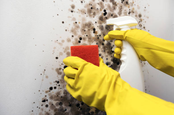 Best Toxic Mold Removal  in Loretto, PA