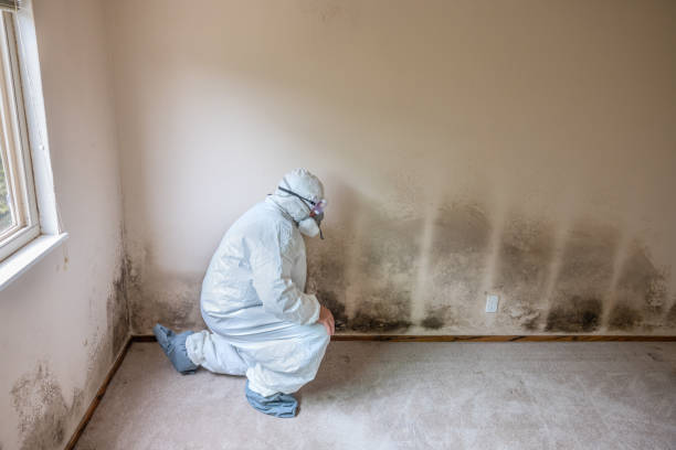 Best Residential Mold Removal  in Loretto, PA