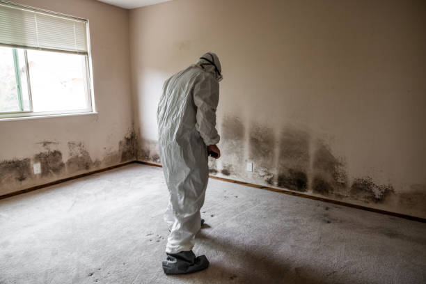 Best Black Mold Removal  in Loretto, PA