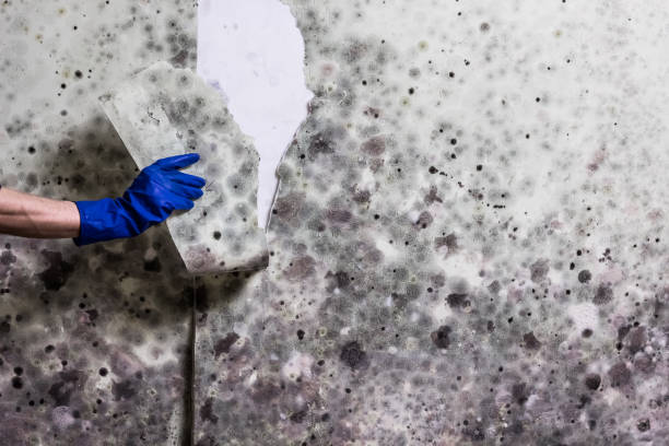 Certified Mold Removal in Loretto, PA